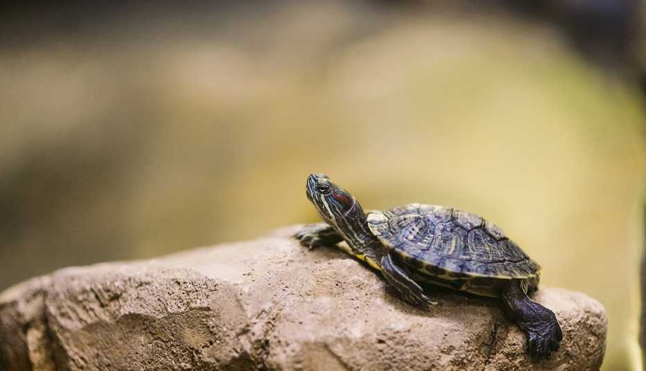 red-eared terrapin on a rock