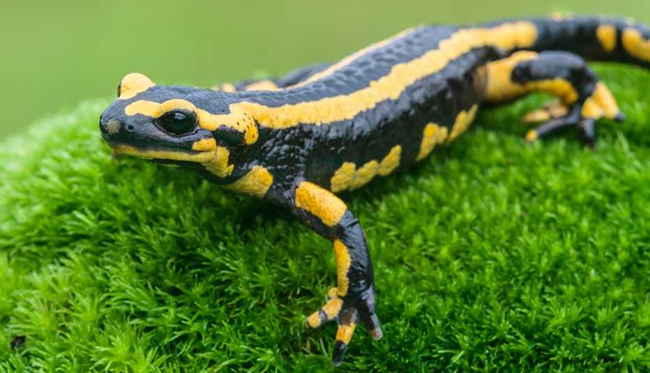 A black and yellow spotted fire salamander A black and yellow spotted fire salamander
