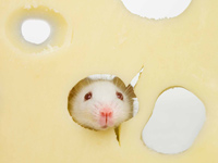 Kidney failure ketogenic diet mouse cheese
