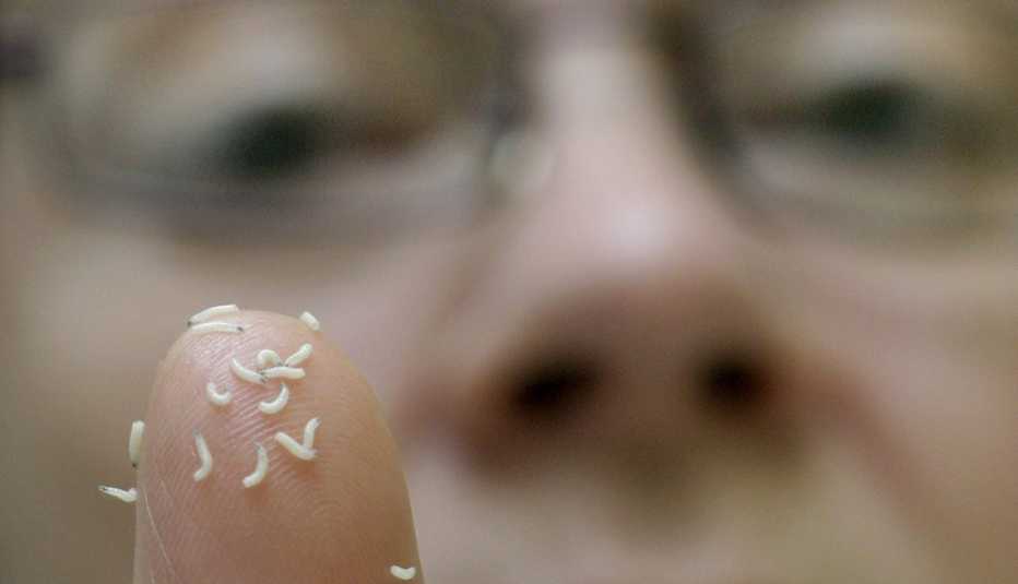 Gusanos para tratamiento de cáncer