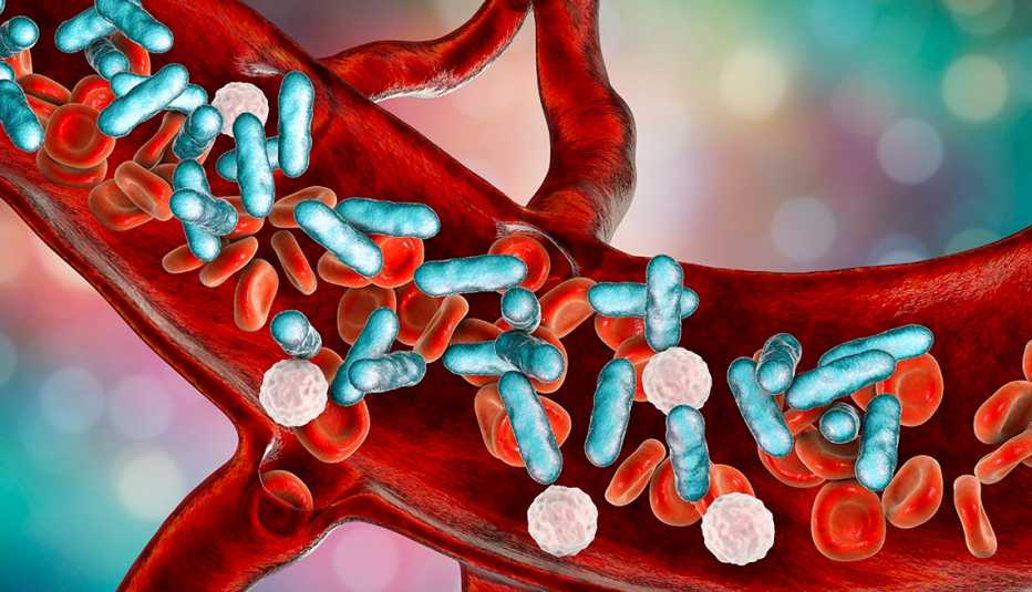 Sepsis, bacteria in blood. 3D illustration showing rod-shaped bacteria with red blood cells and leukocytes