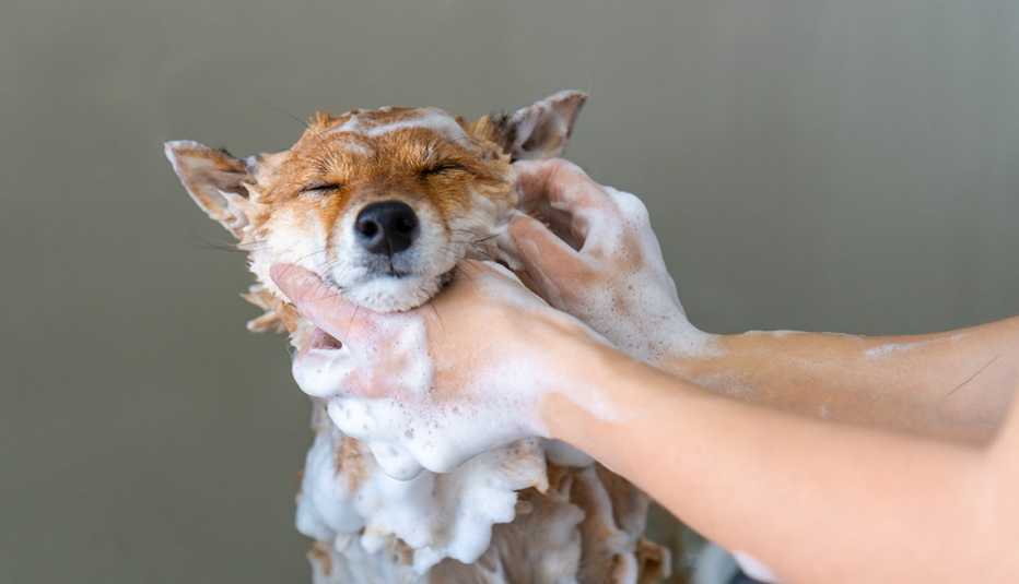 person's hands washing dog with soap and water