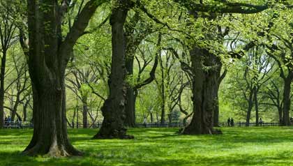5 Worst Plants for Spring Allergies