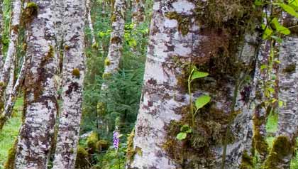 Tree limbs in a forest