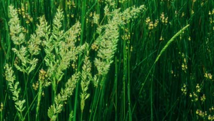 5 Worst Plants for Spring Allergies