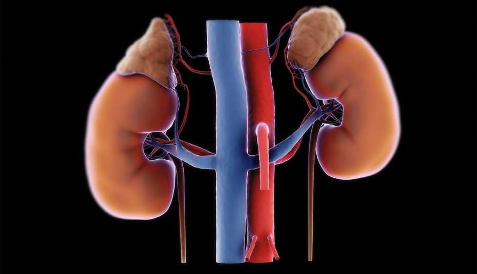 Kidney illustration