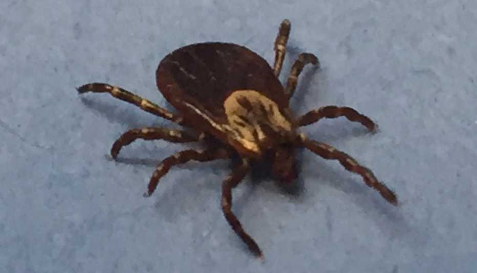 a female dog tick