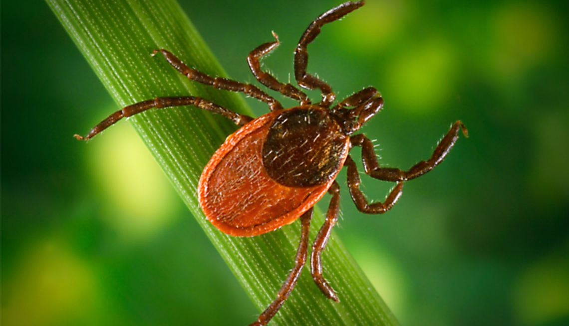 a black legged tick on a leaf