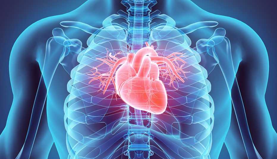 illustration of internal body organs with the heart highlighted
