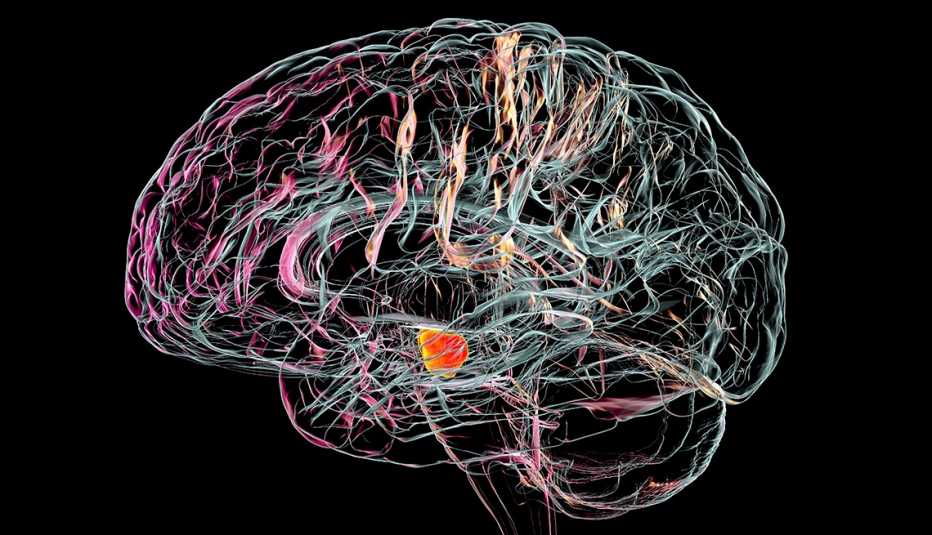 Illustration showing a healthy substantia nigra in a human brain. The substantia nigra plays an important role in reward, addiction, and movement. Degeneration of this structure is characteristic of Parkinson's disease.