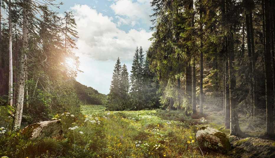 beautiful view of sunlit forest and blue sky with puffy white clouds beautiful view of sunlit forest and blue sky with puffy white clouds