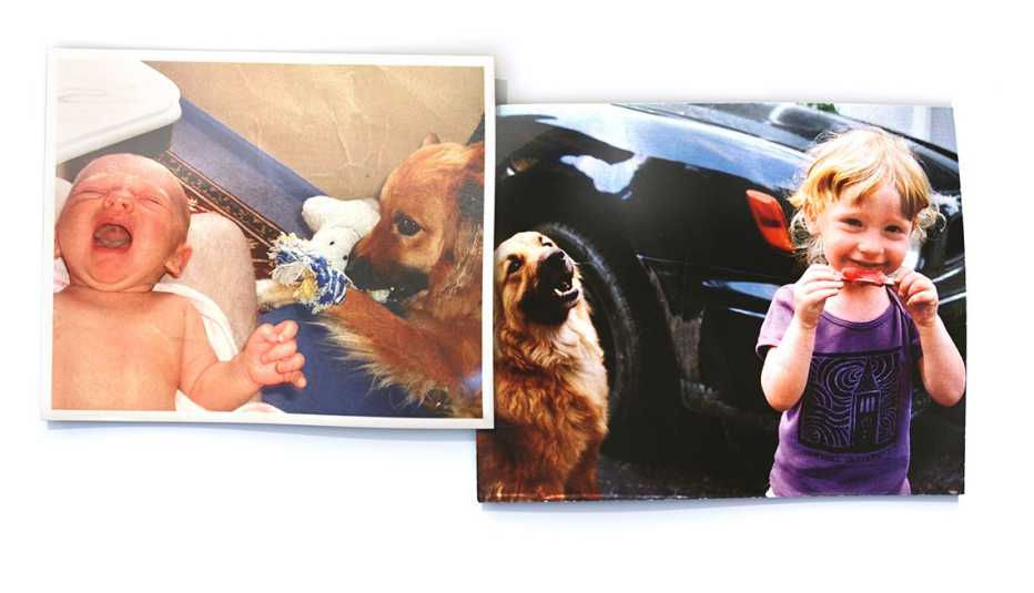 Foghat, Aging in Dogs, Dogs teach us about Aging