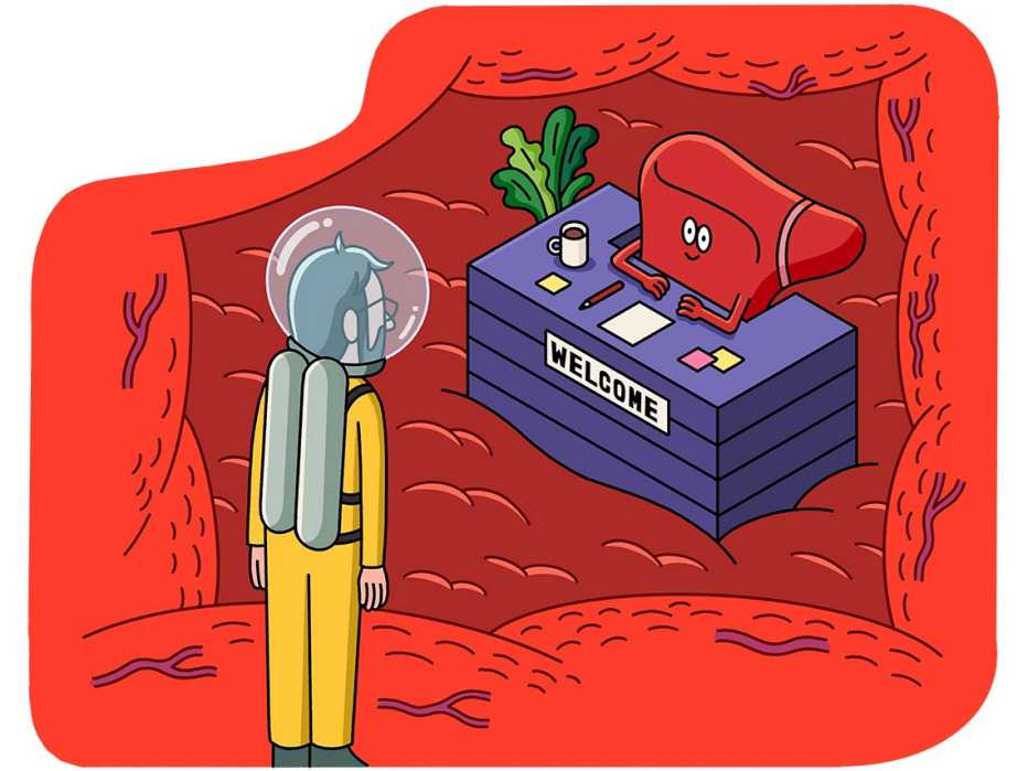 Your liver - the body's front desk cartoon man in a scuba diving suit and clear helmet inside the body speaking with the liver who is sitting behind the reception desk