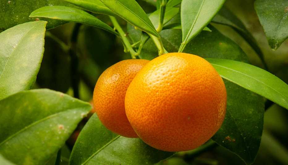 oranges on the branch