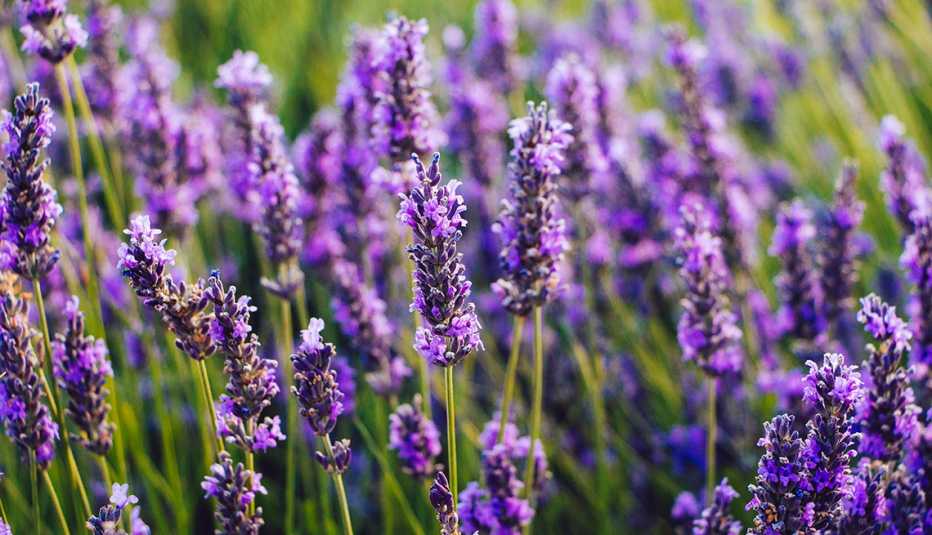 lavendar