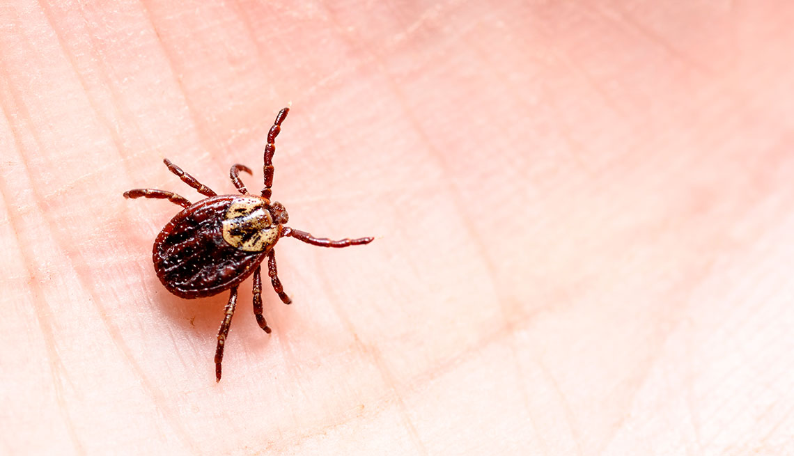 mite encephalitis on human skin