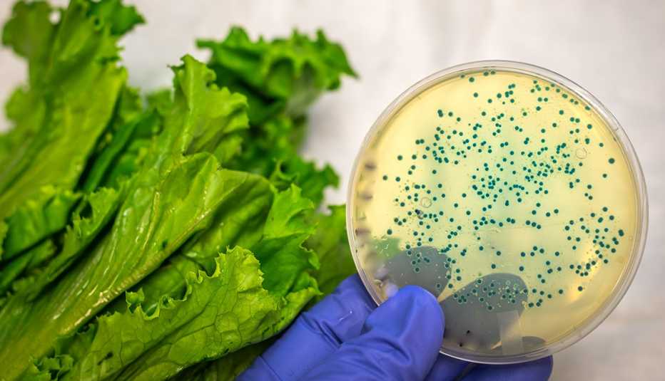 E.Coli in a petri dish with romaine lettuce in the background.