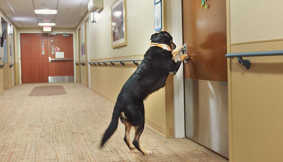 Scout opening a door