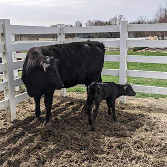 Cows at a farm