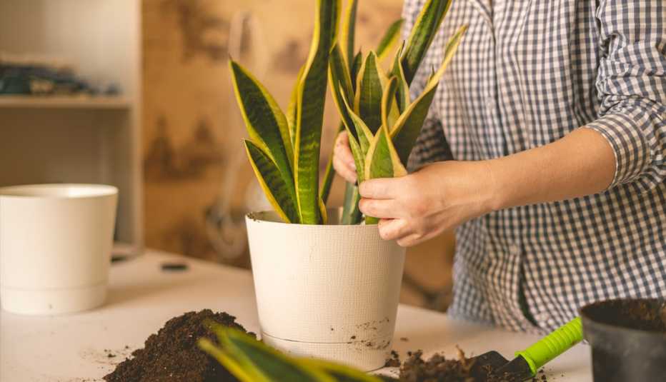 a person adjusting a potted snake plant
