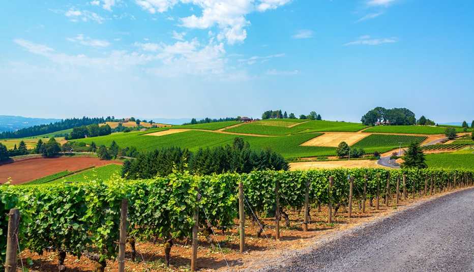 Hills covered in vineyards