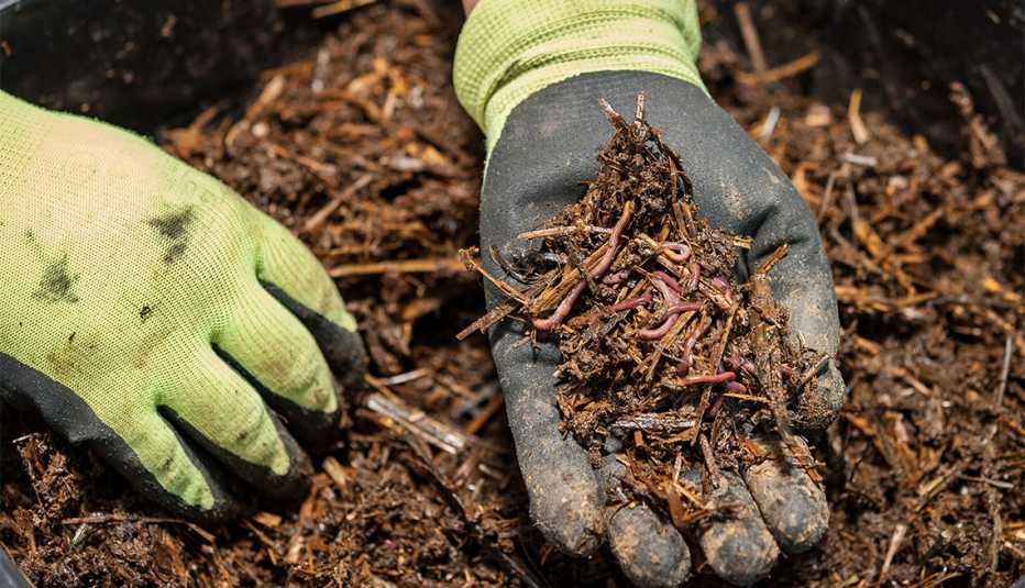 gloved hands holding worms  