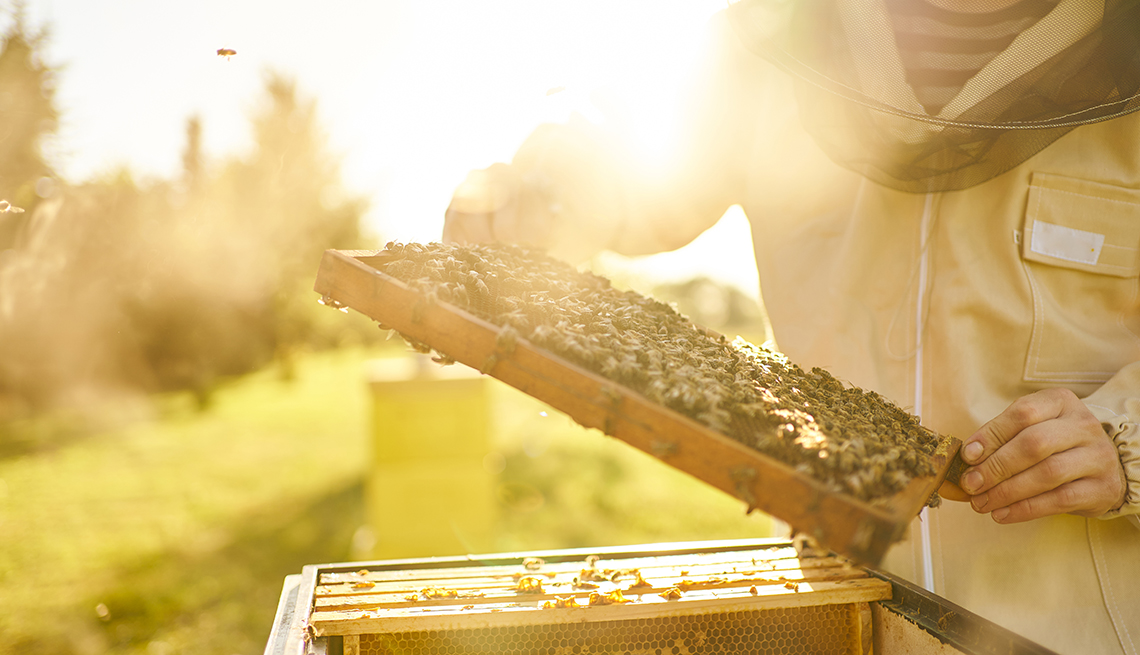 bee keeper tends to his bees
