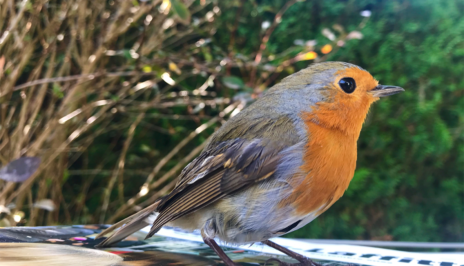 closeup of a robin