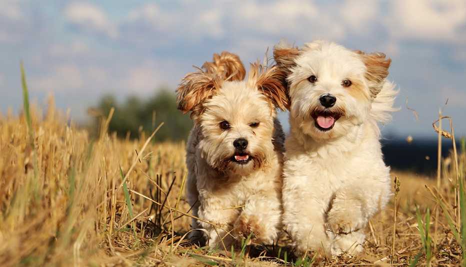 Havanese dog