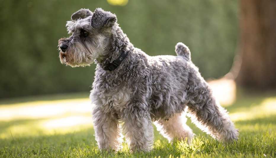 miniature schnauzer dog