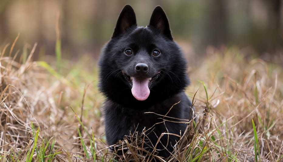 Schipperke dog