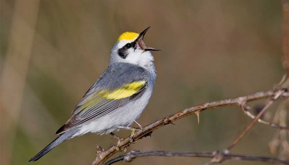 Brewster's warbler singing Brewster's warbler singing