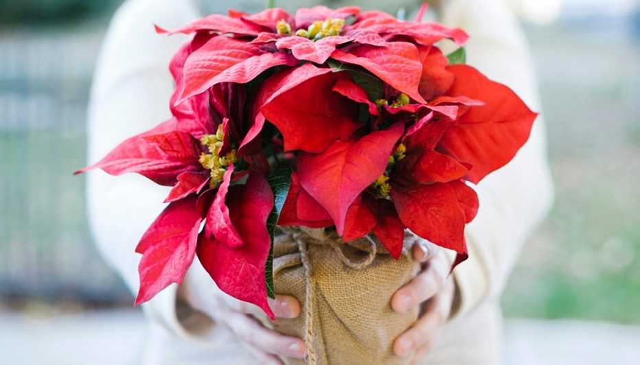 Woman holding poinsettia flowers