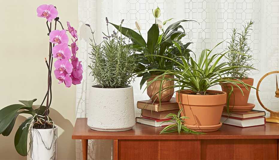 An assortment of house plants