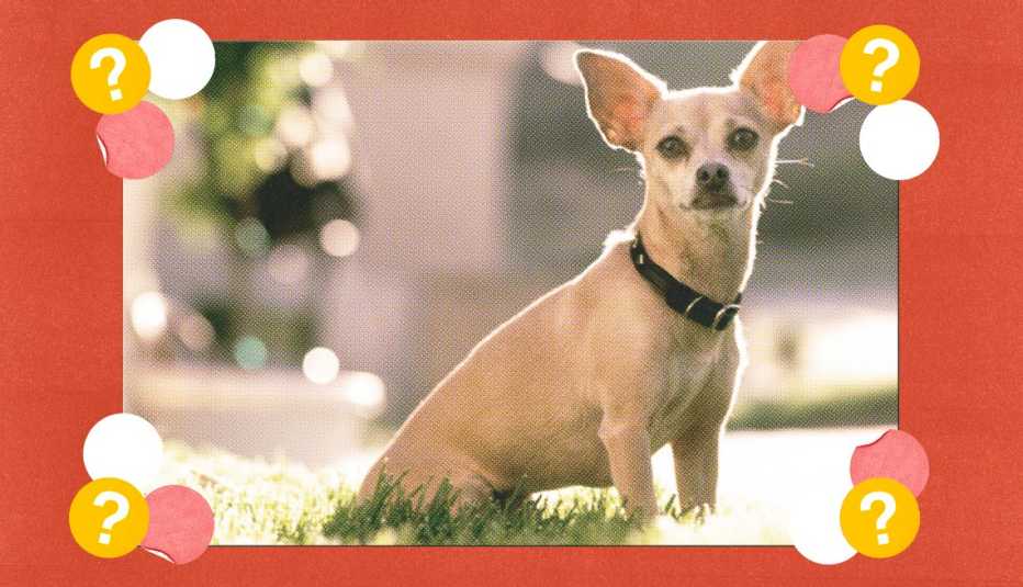 a dog
