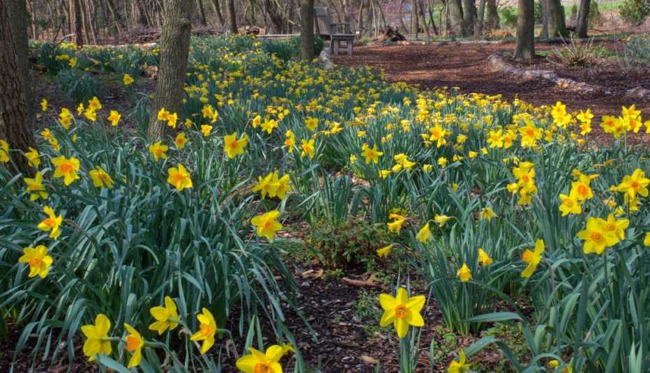 daffodil bulbs blooming in a park daffodil bulbs blooming in a park