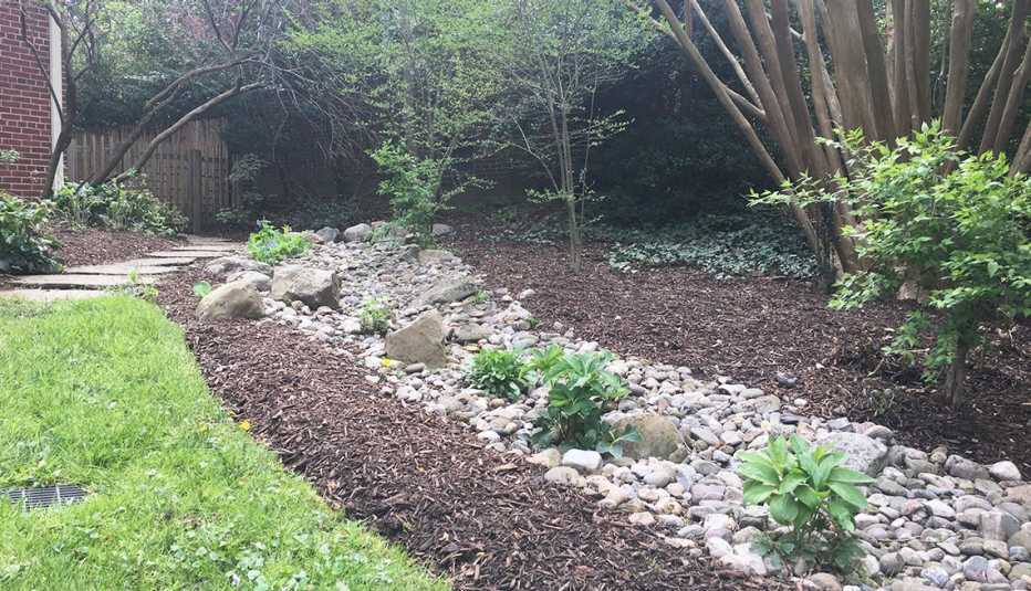 A rain garden showing plants