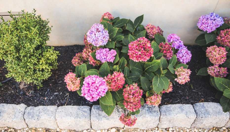 a bed of hydrangeas with fresh mulch