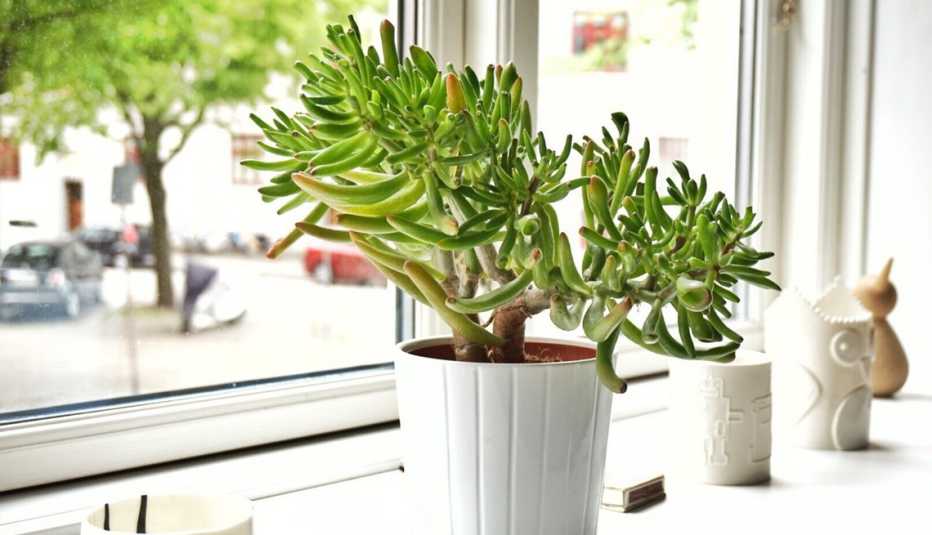 a jade plant in a white pot by the window a jade plant in a white pot by the window
