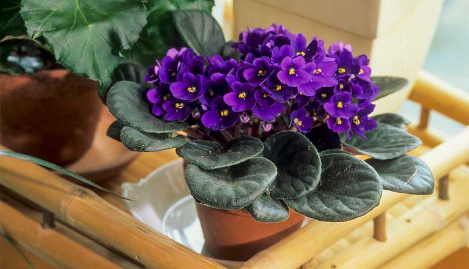 African Violet African Violet