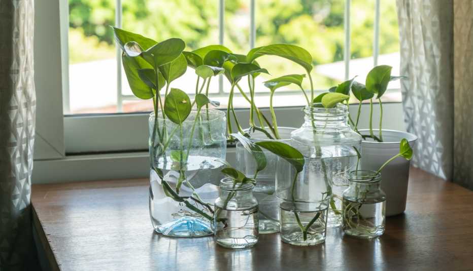 glass jars with golden pothos in them glass jars with golden pothos in them