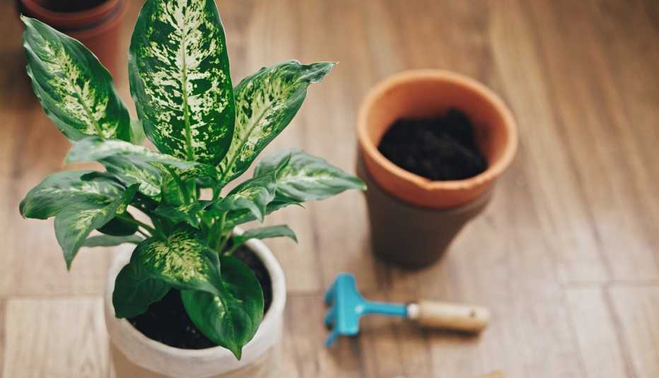 a dieffenbachia in a pot