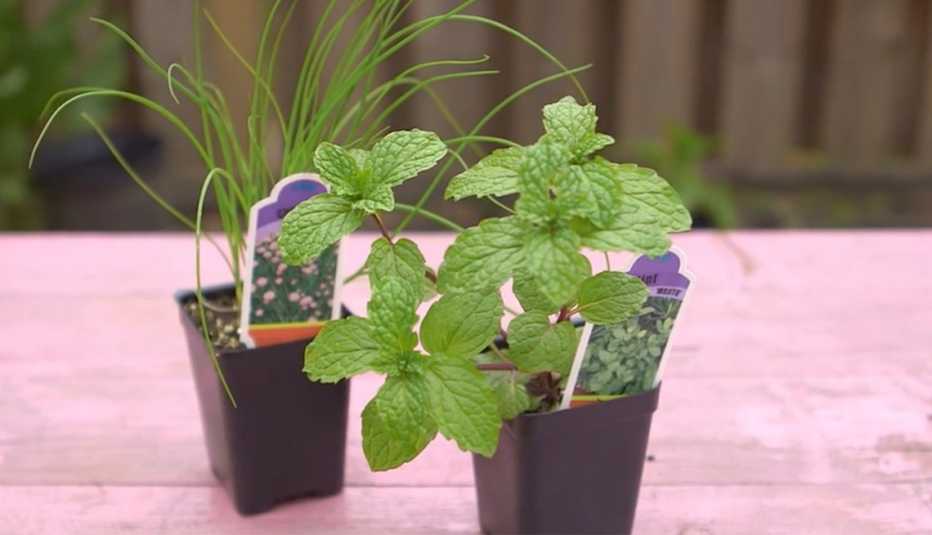 two pots of herbs on a table countertop