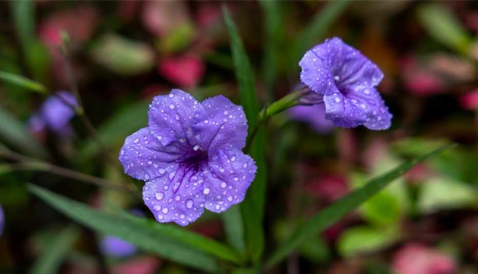 invasive mexican petunia invasive mexican petunia