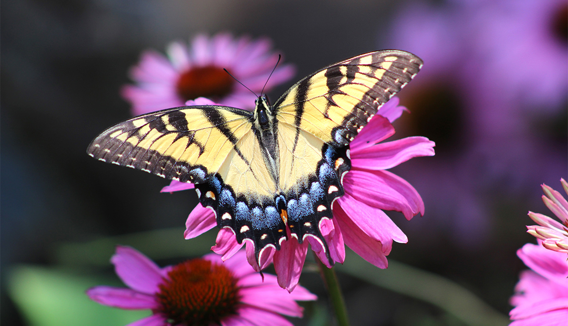 Eastern Tiger Swallowtail Butterfly on Purple Coneflower Echinacea purpurea 