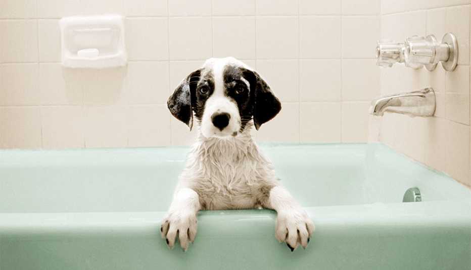 Pets: Should You Get, or Forget It Pets: Should You Get, or Forget It