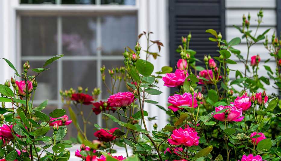 pink rose bush in front of house window with black shutter 
