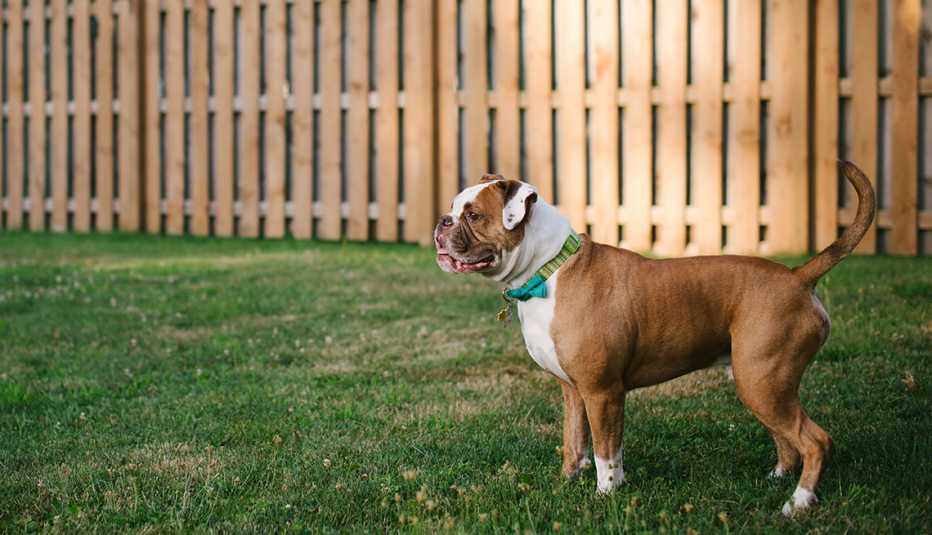 sideview of dog on grass with fence in background