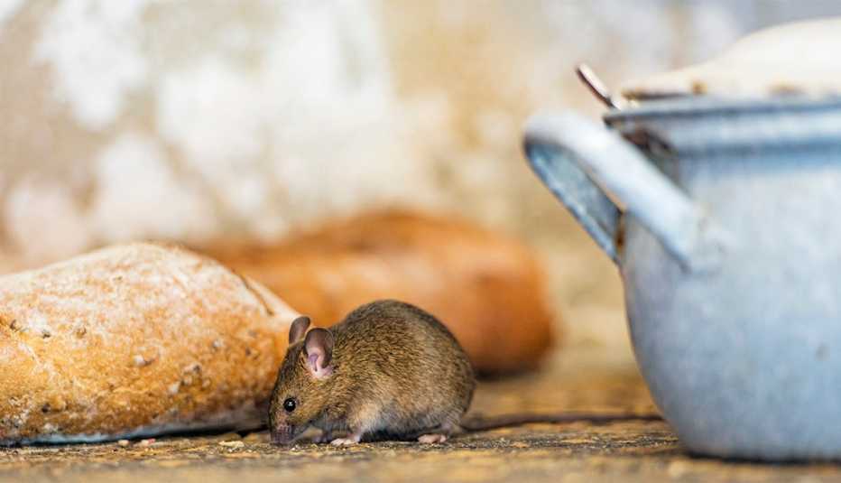 A brown mouse posing besides old bread and a blue pot