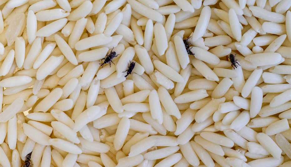 Weevils on grains of rice